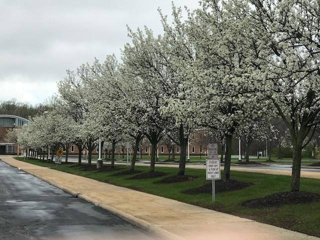 Line of blooming trees